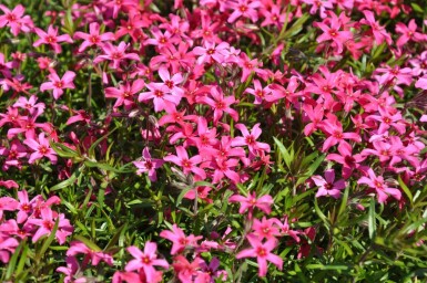 Kruipvlambloem Phlox subulata 'Atropurpurea' 5-10 Pot P9 Phlox subulata 'Atropurpurea'