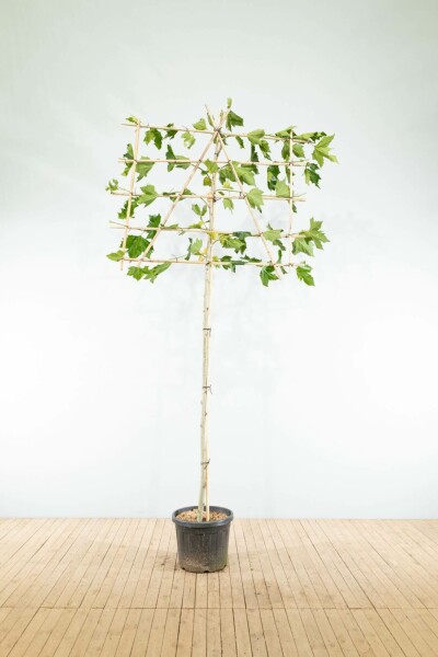 Platanus x hispanica leiboom 14/16 190cm stam 150b x 120h