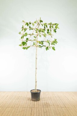 Gewone plataan Platanus x hispanica Leiboom Platanus x hispanica leiboom