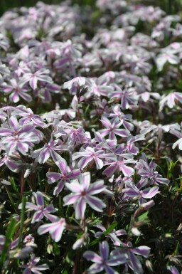 Kruipvlambloem Phlox subulata 'Candy Stripes' 10-15 Pot C2 Phlox subulata 'Candy Stripes'