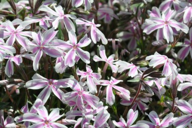 Kruipvlambloem Phlox subulata 'Candy Stripes' 10-15 Pot C2 Phlox subulata 'Candy Stripes'
