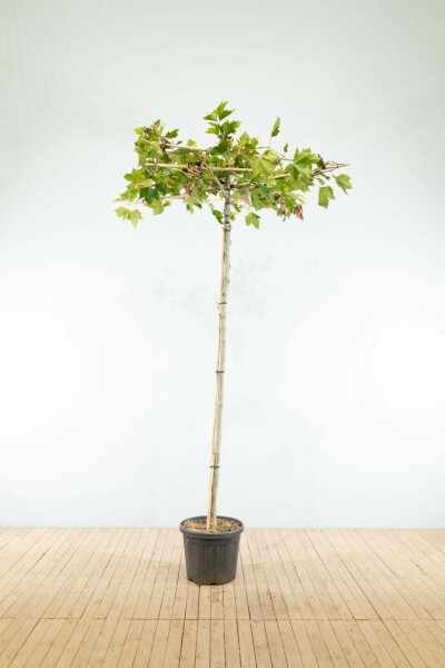 Gewone plataan Platanus x hispanica Dakvorm stamomtrek 10-12 stamhoogte 240 Lei 120 x 120 P Platanus x hispanica dakvorm 10/12 240cm stam 120x120