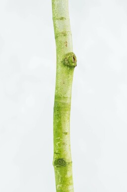 Gewone plataan Platanus x hispanica Dakvorm stamomtrek 10-12 stamhoogte 240 Lei 120 x 120 P Platanus x hispanica dakvorm 10/12 240cm stam 120x120