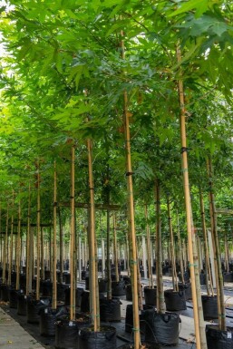 Plataan Platanus x hispanica 'Malburg' Hoogstam stamomtrek 14-16 P Platanus x hispanica 'Malburg' hoogstam 14/16