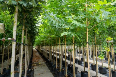 Platanus x hispanica 'Malburg' hoogstam 14/16