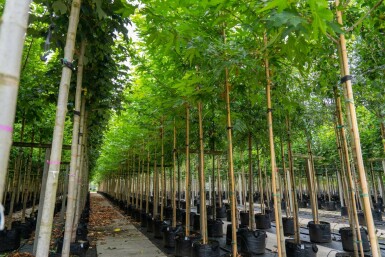 Platanus x hispanica 'Malburg' hoogstam 14/16