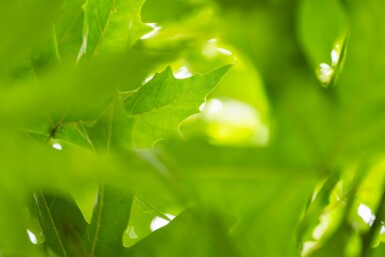 Plataan Platanus x hispanica 'Malburg' Hoogstam stamomtrek 14-16 P Platanus x hispanica 'Malburg' hoogstam 14/16