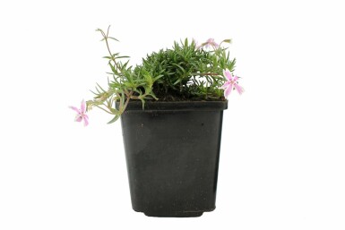 Kruipvlambloem Phlox subulata 'Candy Stripes' 5-10 Pot P9 Phlox subulata 'Candy Stripes'