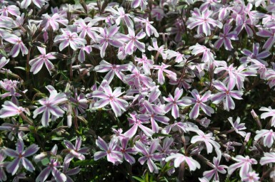Kruipvlambloem Phlox subulata 'Candy Stripes' 5-10 Pot P9 Phlox subulata 'Candy Stripes'