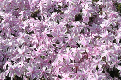 Kruipvlambloem Phlox subulata 'Candy Stripes' 5-10 Pot P9 Phlox subulata 'Candy Stripes'