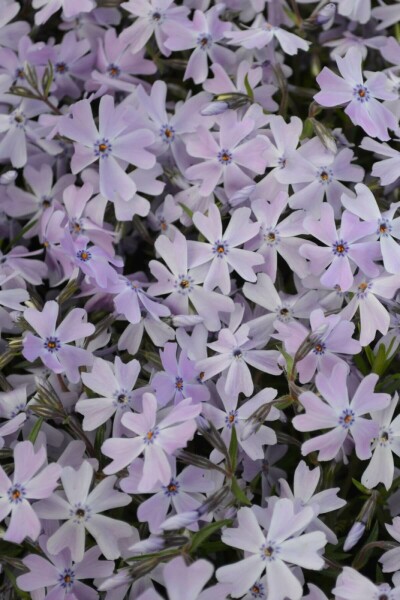 Vlambloem Phlox subulata 'Emerald Cushion Blue' 15-20 Pot C2 Phlox subulata 'Emerald Cushion Blue'