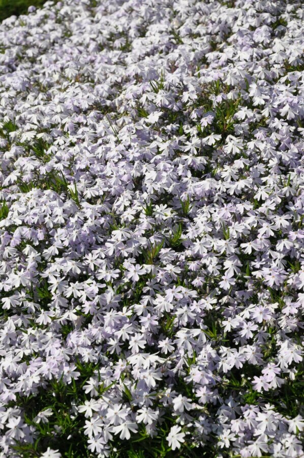 Vlambloem Phlox subulata 'Emerald Cushion Blue' 15-20 Pot C2 Phlox subulata 'Emerald Cushion Blue'