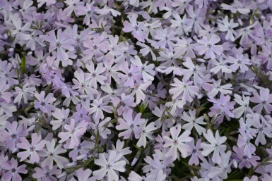 Vlambloem Phlox subulata 'Emerald Cushion Blue' 15-20 Pot C2 Phlox subulata 'Emerald Cushion Blue'