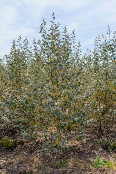 Populus alba meerstammig 200-250