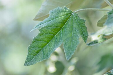 Populus alba meerstammig 200-250