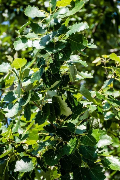 Populus canescens hoogstam 14/16