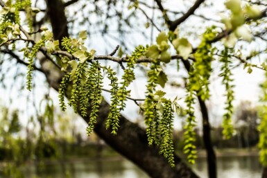 Populus canescens hoogstam 14/16