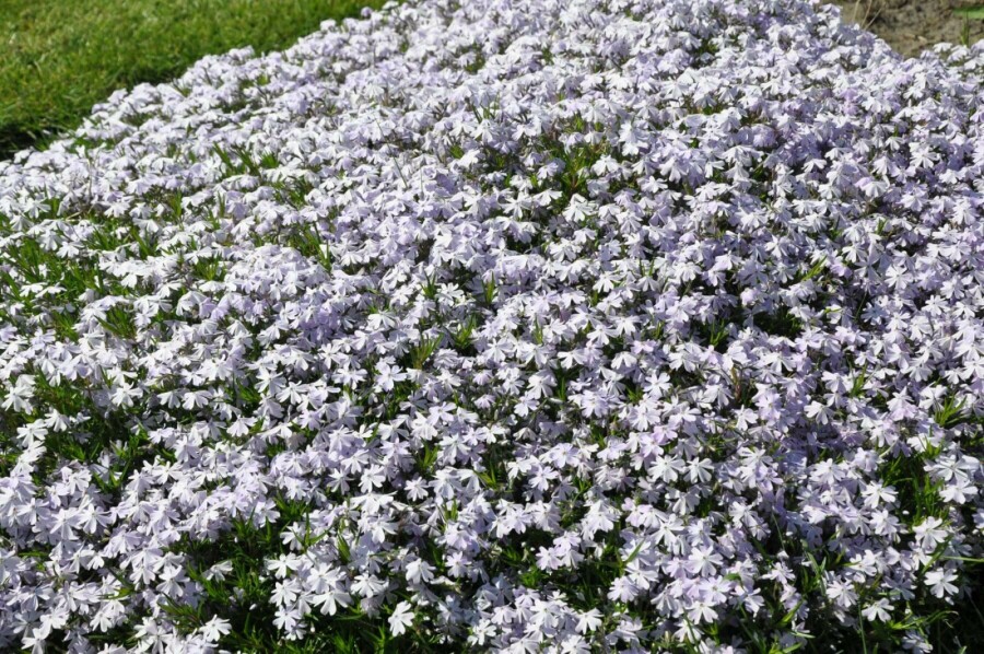 Vlambloem Phlox subulata 'Emerald Cushion Blue' 5-10 Pot P9 Phlox subulata 'Emerald Cushion Blue'