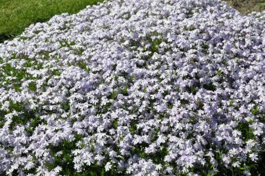 Vlambloem Phlox subulata 'Emerald Cushion Blue' 5-10 Pot P9 Phlox subulata 'Emerald Cushion Blue'