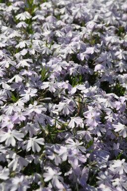Vlambloem Phlox subulata 'Emerald Cushion Blue' 5-10 Pot P9 Phlox subulata 'Emerald Cushion Blue'