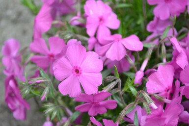 Kruipvlambloem Phlox subulata 'Mac Daniel's Cushion' 5-10 Pot P9