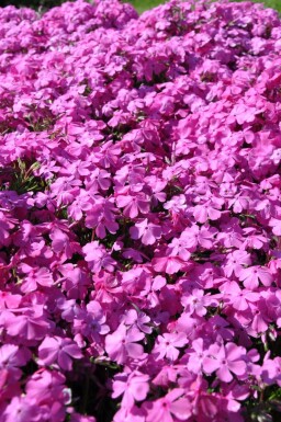 Kruipvlambloem Phlox subulata 'Mac Daniel's Cushion' 5-10 Pot P9