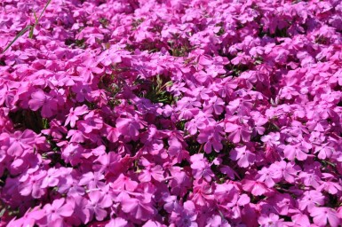 Kruipvlambloem Phlox subulata 'Mac Daniel's Cushion' 5-10 Pot P9 Phlox subulata 'Mac Daniel's Cushion'