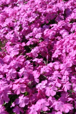 Kruipvlambloem Phlox subulata 'Mac Daniel's Cushion' 5-10 Pot P9 Phlox subulata 'Mac Daniel's Cushion'