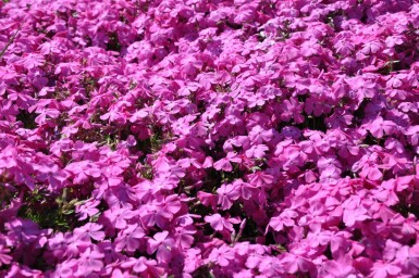 Kruipvlambloem Phlox subulata 'Mac Daniel's Cushion' 5-10 Pot P9 Phlox subulata 'Mac Daniel's Cushion'
