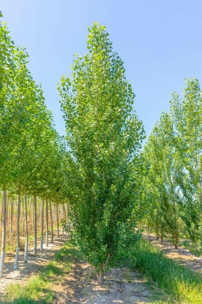 Populus nigra 'Italica' beveerd 4-6