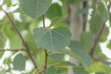 Populus tremula hoogstam 10/12