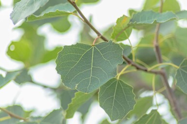 Populus tremula meerstammig 250-300
