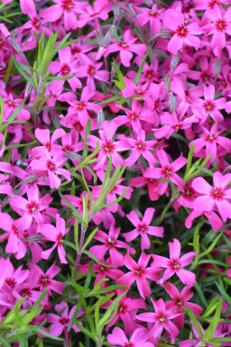 Kruipvlambloem Phlox subulata 'Scarlet Flame' 5-10 Pot P9