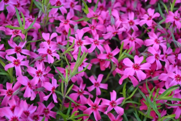 Kruipvlambloem Phlox subulata 'Scarlet Flame' 5-10 Pot P9