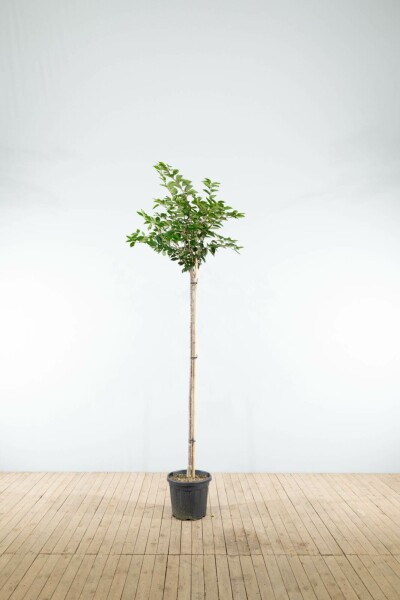 Prunus 'Accolade' hoogstam 16/18