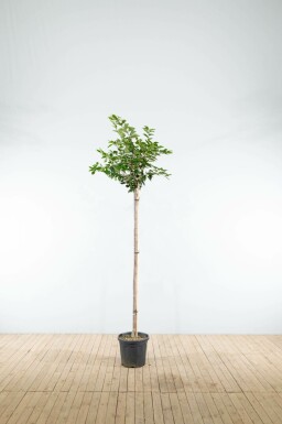 Prunus 'Accolade' hoogstam 10/12 200cm stam
