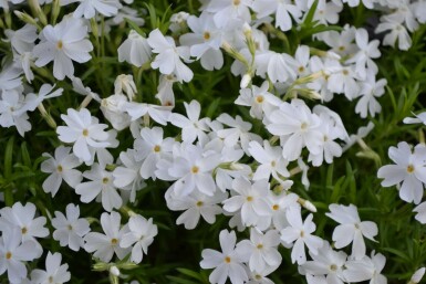 Kruipvlambloem Phlox subulata 'White Delight' 5-10 Pot P9