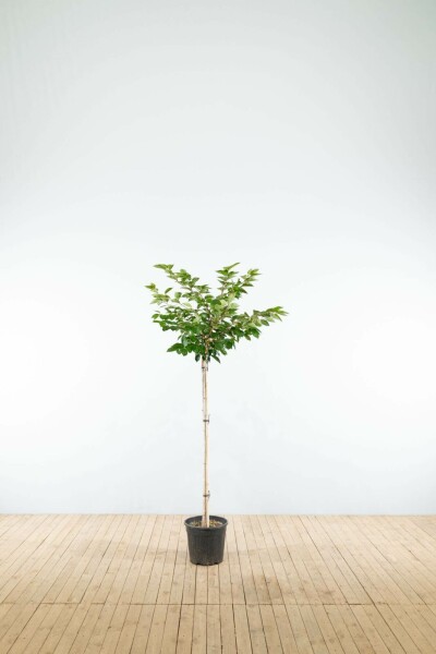 Prunus 'Accolade' halfstam 150cm stam