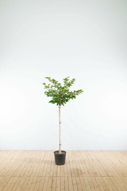 Sierkers Prunus 'Accolade' Halfstam Prunus 'Accolade' halfstam