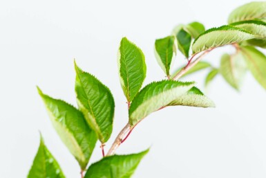 Sierkers Prunus 'Accolade' Halfstam Prunus 'Accolade' halfstam