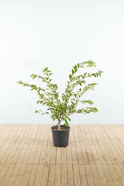 Prunus 'Accolade' struik 80-100