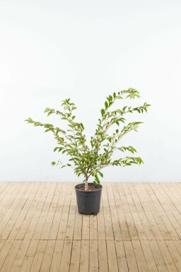 Prunus 'Accolade' struik 80-100