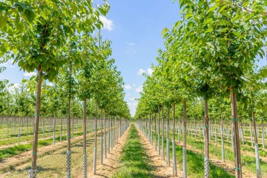 Prunus avium hoogstam 12/14