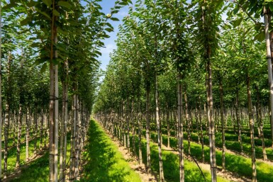 Prunus avium hoogstam 12/14