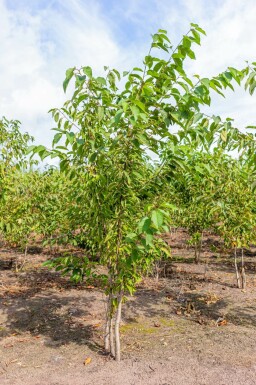Prunus avium meerstammig 400-450