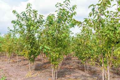 Prunus avium meerstammig 400-450