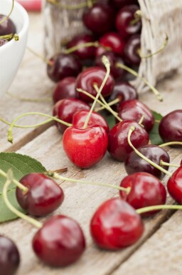 Prunus avium meerstammig 400-450