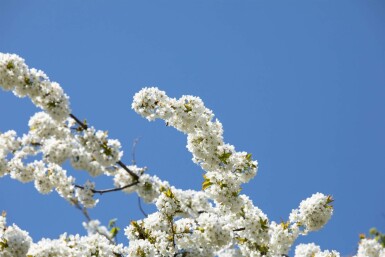 Prunus avium meerstammig 400-450