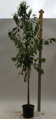 Prunus avium 'Plena' hoogstam 10/12