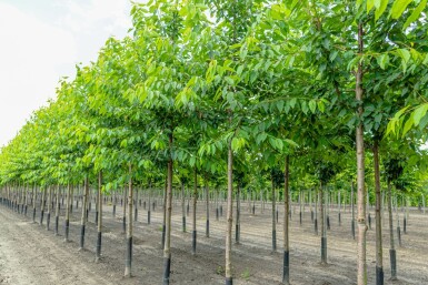 Prunus avium 'Plena' hoogstam 10/12